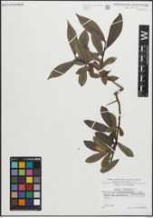Foto von Salix pentandra L.